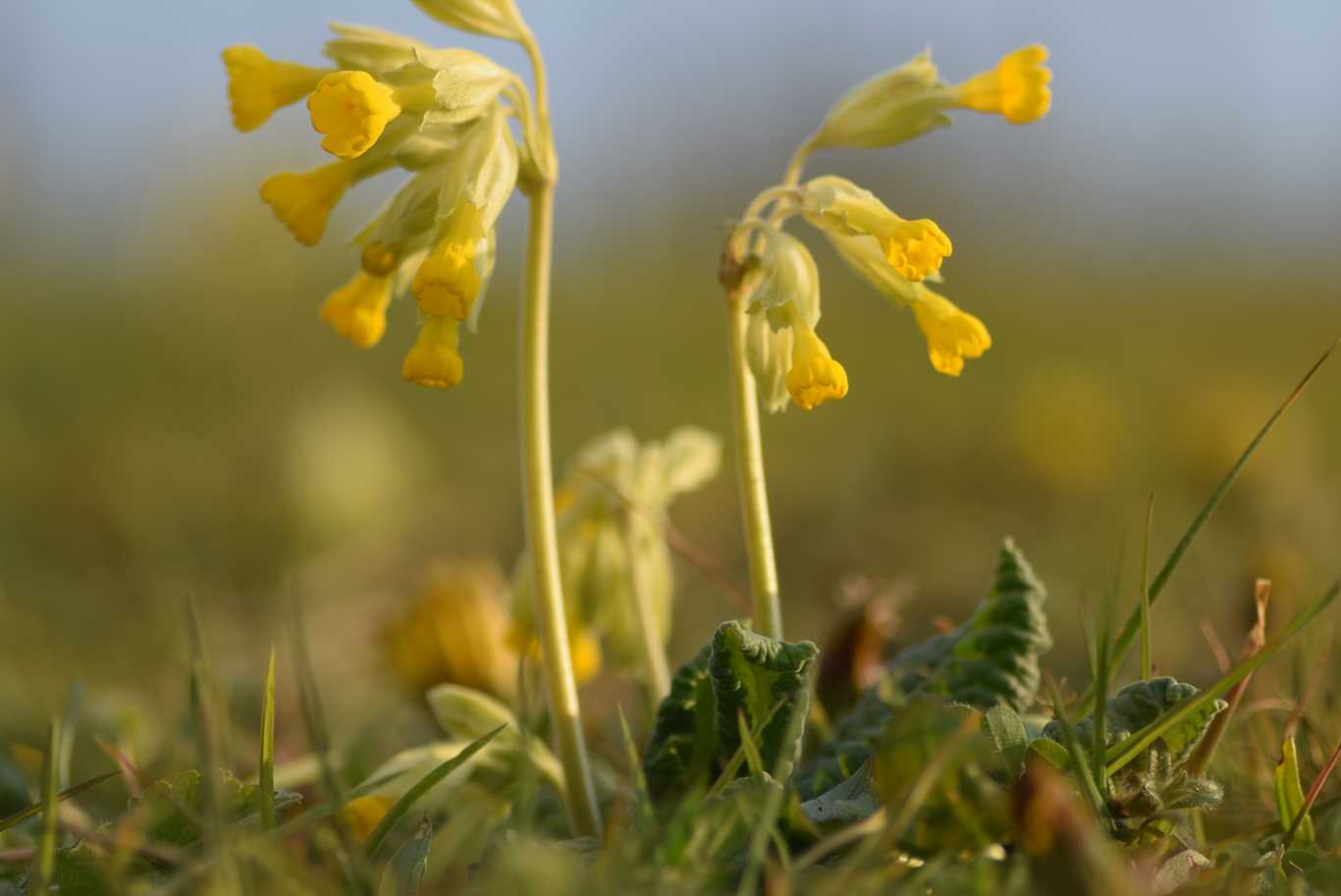 Cowslip